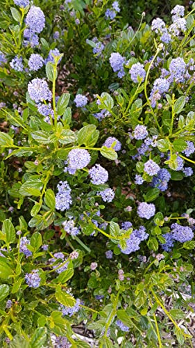 Ceanothus thrysiflorus 'Skylark' / Lilas de Californie Bleu/Conteneur de 3 à 4 litres