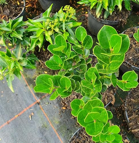 Azoren-Stechpalme 20-25cm - Ilex perado