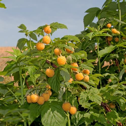 Himbeeren - säulenobst balkongewächshäuser geschenke für exotische obstpflanzen alte sorten säulenobstbäume obstbäume kaufen zwergobstbäume winterhart 150Samen