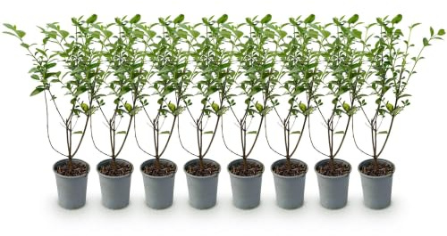 Plantas para Setos Ligustrum Ovalifolium, Seto Verde, Pack de 8, 35-45 cm