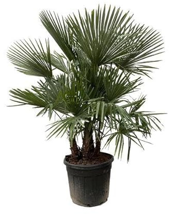 Hamppalm – Trachycarpus flertrådig 230 cm – Ø 50 cm – XXL-palm med fläktformade blad – exotisk krukväxt för trädgård, terrass, vinterträdgård och vardagsrum – lättskött