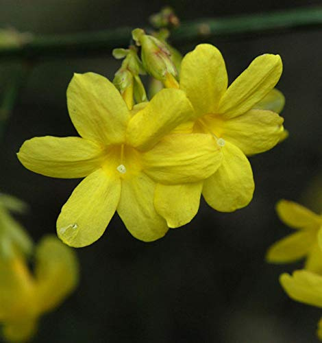 echter Winter Jasmin 40-60cm - Jasminum nudiflorum - lebende Gartenpflanze aus den Baumschulen