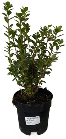 Fresh Plants Pflanze - Japanische Azalee - Azalea japonica ‘Rokoko’ Topf Ø 15 cm - Höhe ca. 35 cm