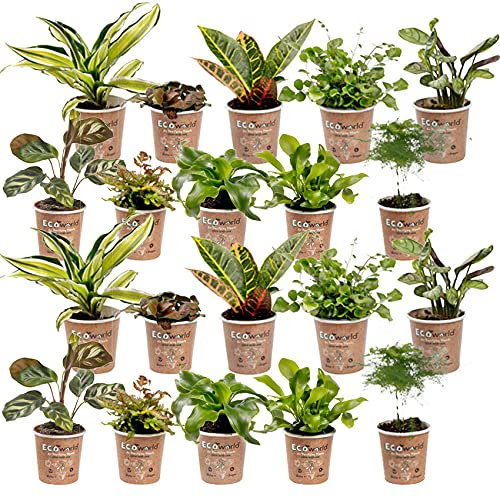 vdvelde.com - Ecoworld Mini Pflanzen Farn & Zimmerpflanzen Mix - 20 Stück Kleine Pflanze - 2 x 10 Verschiedene Arten - Pflanze Ø6 cm Höhe 8-15 cm - Aus eigener Gärtnerei