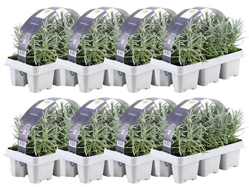 Blauer Duft-Lavendel 48 Lavendel Pflanze angustifolia - Lavendelpflanzen winterhart - echter lavendel - Gartenpflanzen - Lavendelstrauch - Lavendel Pflanze - duftlavendel - 48 x Ø7 cm - 15 cm