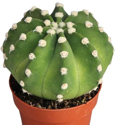 Cactus Echinopsis Denudatum Natural Planta de Cuidado Sencillo