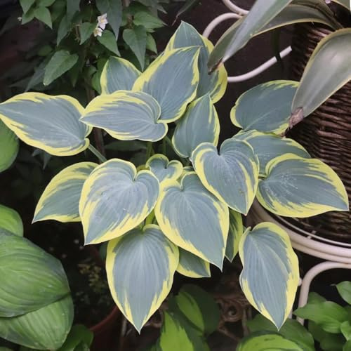Semi di Hosta, regali sostenibili Hosta plantaginea, regali per gli amanti del giardino hosta resistente hosta funky resistente decorazione floreale 100pcs