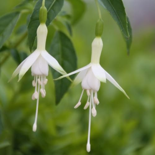 Plant Theory Hawkshead Hardy Fuchsia Fuchsia Shrub Plant 2L Pot
