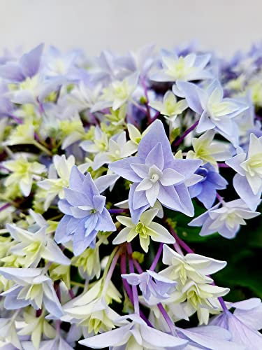 POWERS TO FLOWERS - ORTENSIA STELLATA AZZURRO CONFETTO VASO 15 CM DIAMETRO, pianta vera