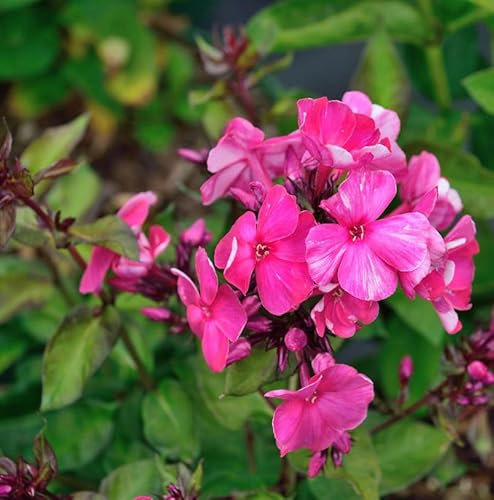 Große Garten-Flammenblume Deep Purple - Phlox paniculata - lebende Gartenpflanze aus den Baumschulen