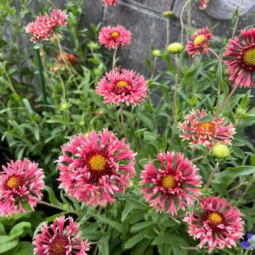 kokardenblumesamen topfpflanzen draußen winterhart kokardenblume für sonnige plätze gartendeko für draußen, blumenteppich zierblumen blumendeko 200pcs