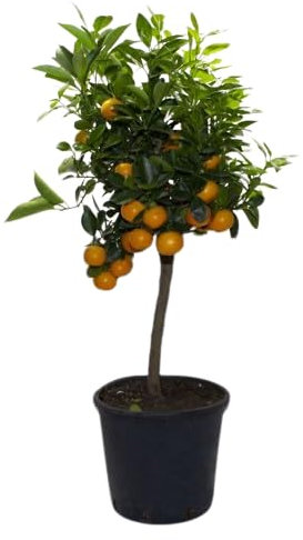 Mandarino Natural Cultiva tu Propio Huerto Cítrico en Casa - Árbol Frutal