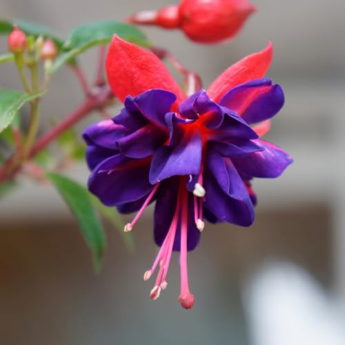 Fuchsiensamen schnittblumen kletterpflanzen winterhart schnellwachsend pflanzensamen zimmerpflanzen Fuchsien frühblüher indoor garten hochbeet herbstblumen kräutersamen kräutergarten 350samen