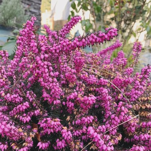Heidekraut, gartenpflanzen blumensamen winterharte für balkon steingartenpflanzen winterhart gartendeko für draußen 300Samen