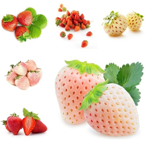 fresas semillas de fresa columnares raros de fresa, balcón, columnares arbustos rápido crecimiento Semillas decoración 1000Semillas