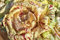 250 Semillas de Achicoria Salvaje Di Castelfranco - Semillas campesinas reproducibles - SemiSauvage