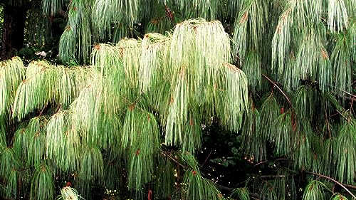 30 Samen Tränenkiefer Pinus wallichiana, Nadelbaum Samen, Kiefer Waldbaum