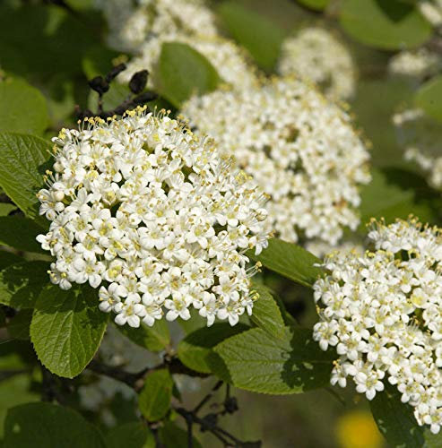 Wolliger Schneeball 60-80cm - Viburnum lantana - lebende Gartenpflanze aus den Baumschulen