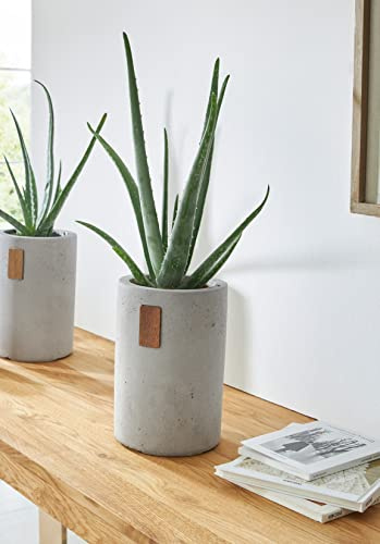 Dekoleidenschaft Dekovase/Blumen-übertopf Tube aus Beton, grau, Pflanztopf, Vase für Trockenblumen, Pflanzgefäß rund, Blumentopf, Betonvase, Blumenvase, Betonpflanzer, Tischvase