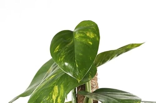 Potos Tutor Natural Embellece tus Estanterías con Esta Encantadora Planta de Interior