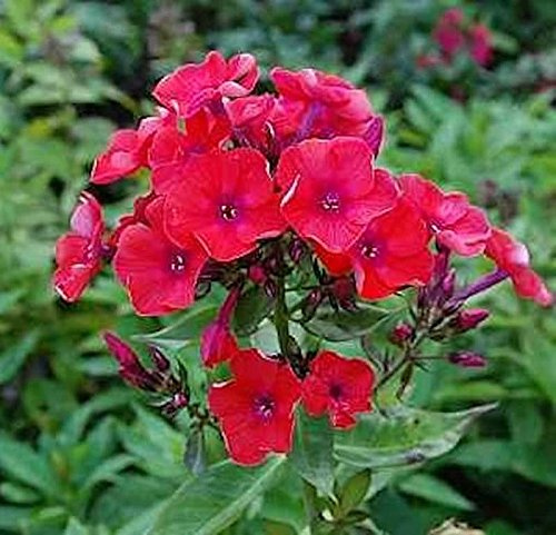 Hohe Flammenblume Orange - Phlox paniculata - lebende Gartenpflanze aus den Baumschulen