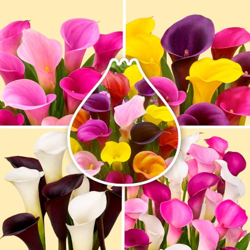 Bulbes de Callas 10 x 'Mix' - The Bulb Farmers - Été - Cultivé aux Pays-Bas -Bulbes de Callas -Bulbes à fleurs