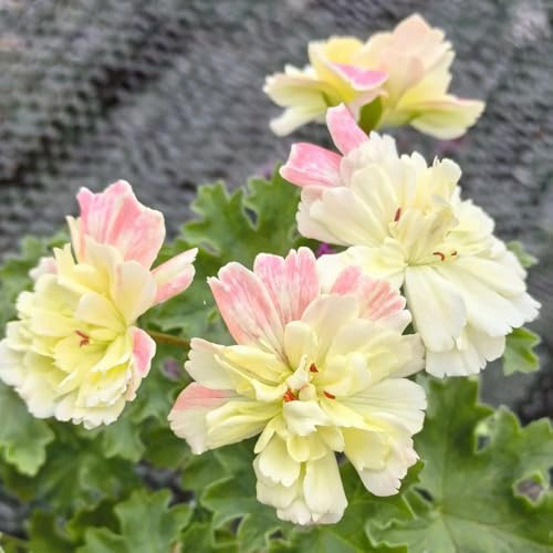 Geranien, exotische stauden winterhart mehrjährig alte sorten wohnzimmer deko für sonnige plätze blumensamen steingartenpflanzen winterhart balkongewächshäuser bodendecker 650Samen
