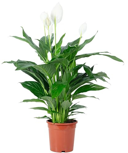 Einblatt - echte Zimmerpflanze, Spathiphyllum Lauretta - Höhe ca. 90 cm, Topf-Ø 19 cm
