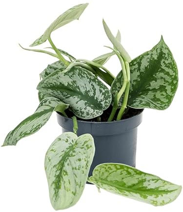 1 x Large Velvety Leaves - Satin Pothos Exotica - Scindapsus Pictus Trebie Devils Ivy Trailing Indoor House Plant in 12cm Pot