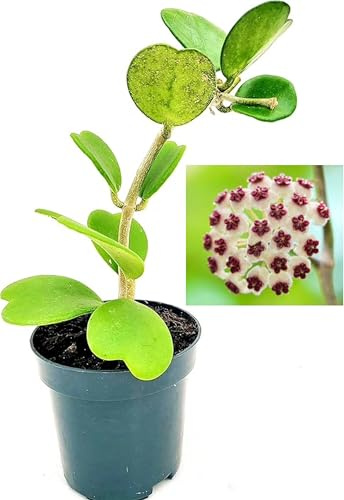 POWERS TO FLOWERS - HOYA CUORE KERRII MULTIFOGLIA, Pianta vera