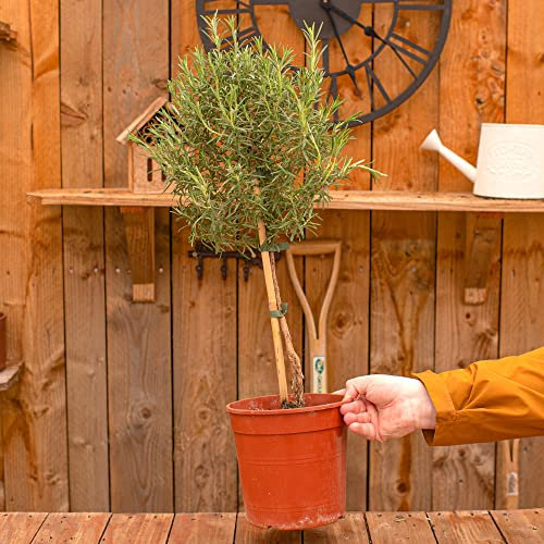 Buisson de Romarin Lollipop | Plante Aromatique fraîche Cuisine Aromathérapie Jardin vert