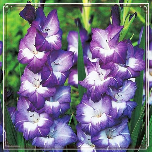 Gladiolus Bulbs/Beautiful Now Mixed Garden/Crop for Planting Now UK/Strong Plants That Grow Well/Mix Golden Jade Carving Feels