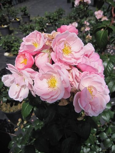 Rosa Utopia ® - Strauchrose Utopia ® - ADR Rose - Delbard Rose