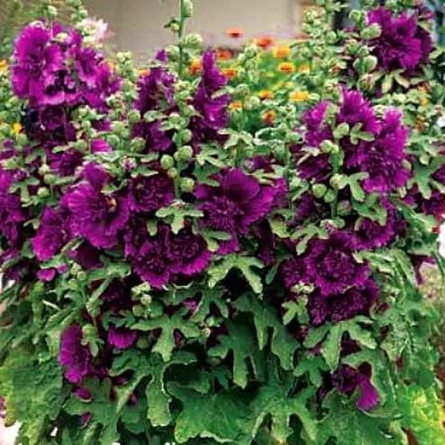 Dwarf Hollyhock `Queeny`, Purple - 30 Seeds + freebie + Plant tag (Althaea Rosea)