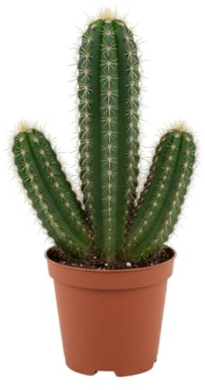DECOALIVE Cactus para Ordenador Planta Natural de Bajo Mantenimiento y Gran Estilo