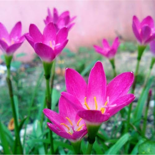 Excelente visualización, bombillas de lirio de lluvia, buenas para contenedores, rizoma floreciente, flor verde, 8 bombillas-B