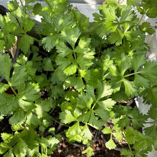 semi di prezzemolo biologico di invernali, prezzemolo perenne di selvatiche, 400pcs