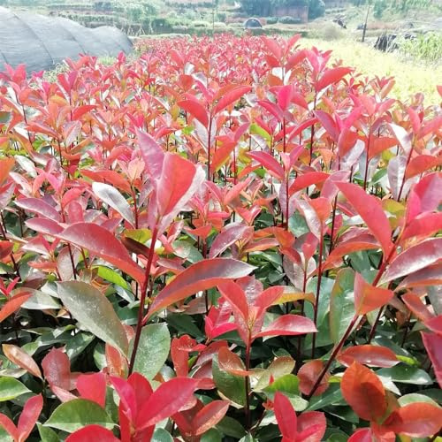Semi di Photinia Red Robin semi di per i luoghi soleggiati decorazioni giardino per esterni resistenti selvatiche, giardino 150pcs