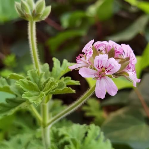 semi di geranio resistenti per il giardino gerani pelargonium appesi da balcone, decorazione soggiorno di perenni resistenti da giardino, 600pcs