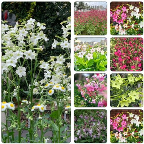 Semi di tabacco ornamentale - giardino perenni resistenti balcone primavera giardino perenni resistenti all'inverno 15pcs