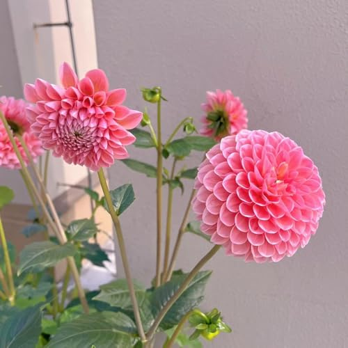 dalie sostenibili tuberi di dalia decorazione soggiorno decorazione da giardino in miniatura da giardino interno di, tappezzanti, resistenti, 3bulbi