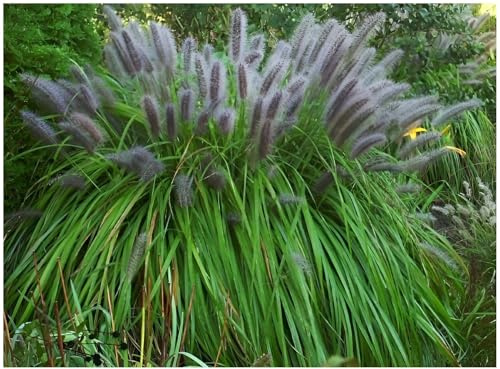Stauden Gänge 1 x Pennisetum alopecuroides 'Moudry' Lampenputzergras | Ziergras mit dunklen Blütenwedeln für sonnige Beete, mehrjährig, winterhart, Solitär und Kübel, 1 L Topf (11x11 cm)