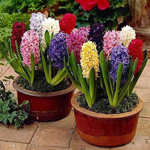 Hyacinth Prepared Mixed Colour Bulb Size 16/17cm for Planting,Fragrant Spring Flowers, X6 Bulbs