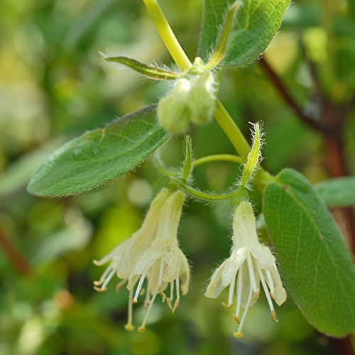 Suttons Hardy Perennial Honeyberry ‘Myberry Bee’ Lonicera, Edible Deciduous Flowering Shrub, Ideal for Cottage Gardens, Patio, Kitchen Gardens and Containers (2 x 3.6 Litre Pot)