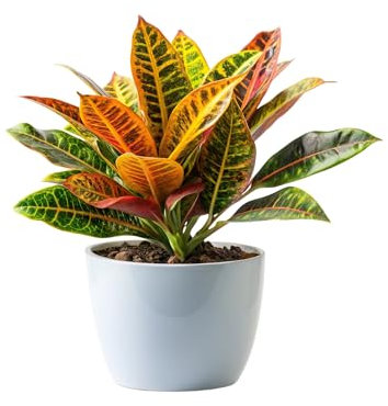 SMPLY. - Planta Croton de Hojas Muy Coloridas Ideal en Interior y Exterior Resistente y Fácil de Cuidar - Maceta de Ø 14 cm
