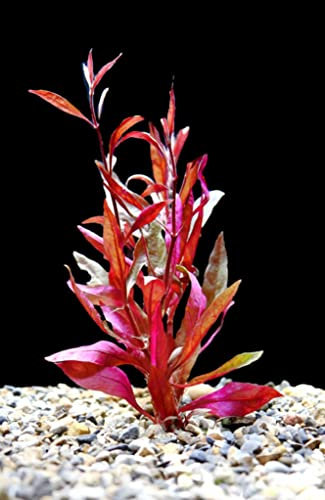 Floratica Alternanthera Rosaefolia Live Aquarium Plants Tropical Fish Tank Shrimp Safe Snail Free (5+ Stems per Bunch)