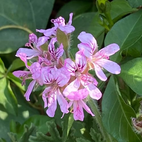 Semi di geranio limone, semi di geranio profumato, semi di Pelargonium graveolens - giardino sul balcone 200pcs