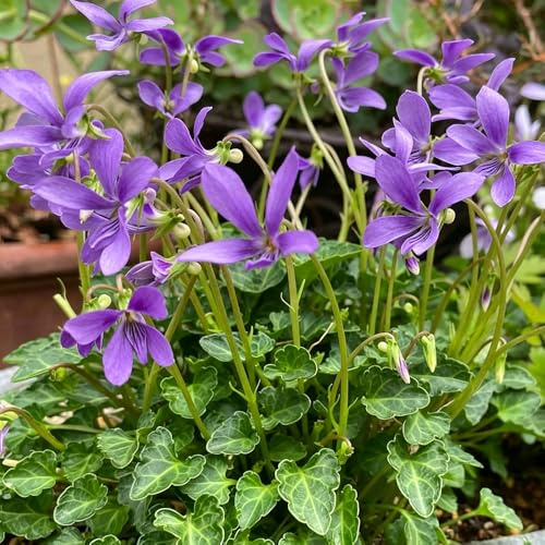 violetas fragantes - Viola odorata - resistentes pleno sol cortadas semillas de silvestres semillas de decoración sala estar jardín 500pcs