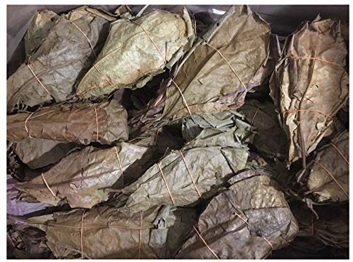 Catappa-Leaves Seemandelbaumblätter 0,7kg B-Ware - Aquarium Blätter für Garnelen und Fische - Wasseraufbereitung im Aquarium