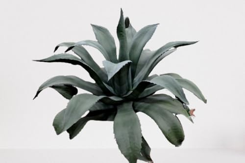 Lot de 25 graines à semer - Le Grenier d'Abondance - AGAVE Salmiana - AGAVE Mapisaga- Plante succulente